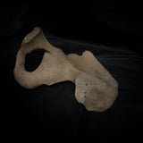 Human hip bone