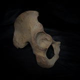 Human hip bone
