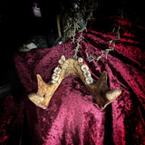 A mandible