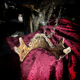 A mandible