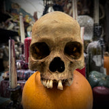 Human skull *COMPETITION*
