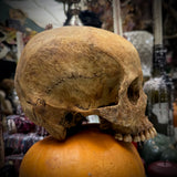 Human skull *COMPETITION*