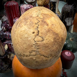 Human skull *COMPETITION*
