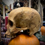 Human skull *COMPETITION*