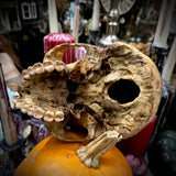 Human skull *COMPETITION*