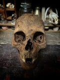 A Human Skull with mandible