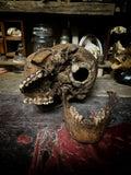 A Human Skull with mandible