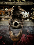 A Human Skull with mandible