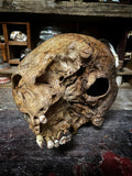 A human skull