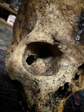 A human skull