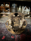 A human skull