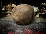 A human skull