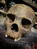 A human skull