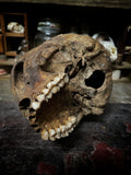 A human skull