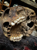 A human skull