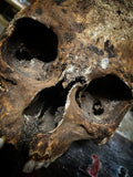 A human skull
