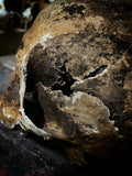 A human skull