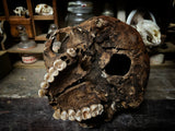 A human skull