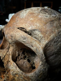 A human Skull with mandible