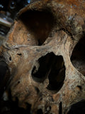 A human Skull with mandible