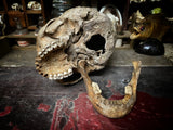 A human Skull with mandible