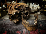 A human skull with mandible