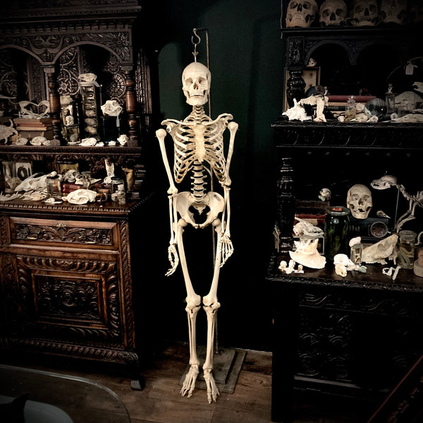Adam Rouilly medical skeleton