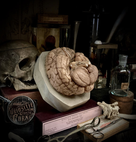 Vintage Human Brain Anatomical Model