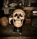 Peruvian elongated skull