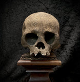 Dayak style carved human trophy skull