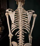 Adam Rouilly medical skeleton