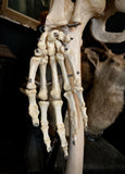 Medical skeleton