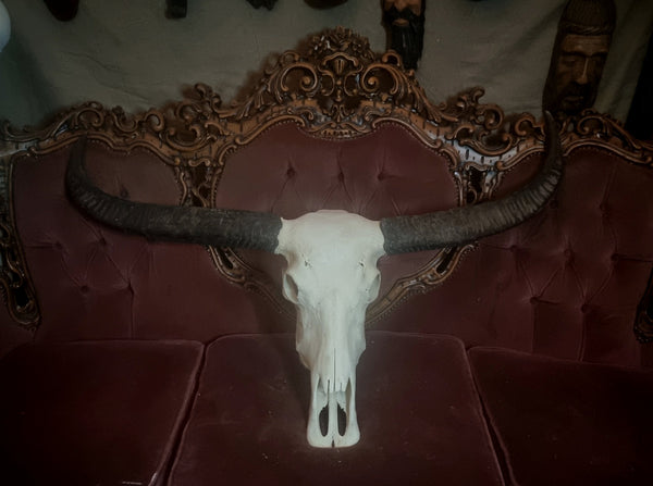 Texas Long Horned Cow Skull