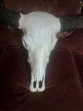 Texas Long Horned Cow Skull