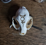Cat Skull with mercury glyph burnt onto it