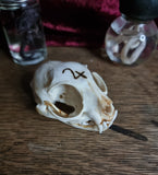 Cat Skull with jupiter glyph burnt onto it