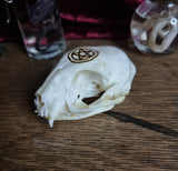 Cat Skull with pentagram symbol burnt onto it