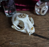 Cat Skull with pentagram symbol burnt onto it