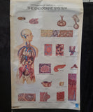 Nystrom/Frohse Adam Rouilly poster of Endocrine system