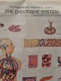Nystrom/Frohse Adam Rouilly poster of Endocrine system