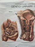 Nystrom/Frohse Adam Rouilly poster of Genito-urinary organs