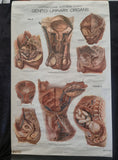 Nystrom/Frohse Adam Rouilly poster of Genito-urinary organs