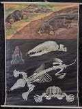 Lehrmittelverlag Hagemann 1974 poster of Mole skeletal system