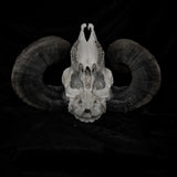 Ram Skull with burning of the leviathan cross