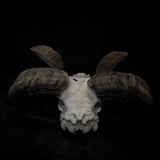Ram Skull with burning of the leviathan cross