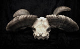 Ram Skull