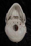 A human medical skull