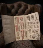 Vintage Male Human Body Folio