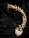 Articulated human spine