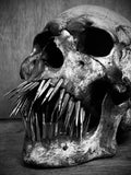 Iron tooth skull (made to order)
